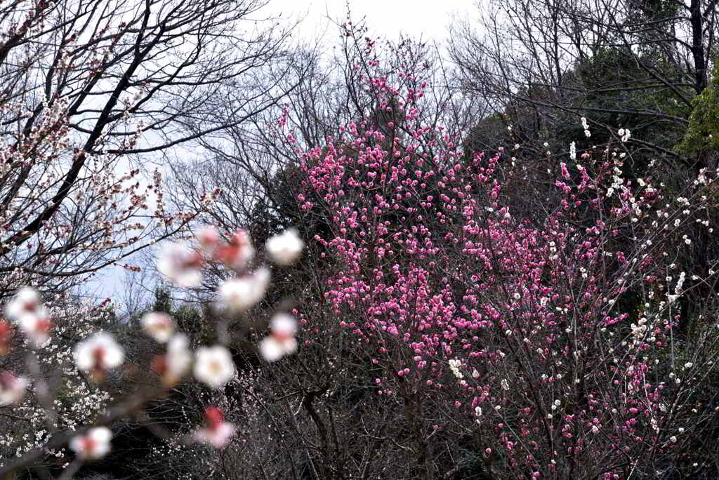 紅白アンサンブル