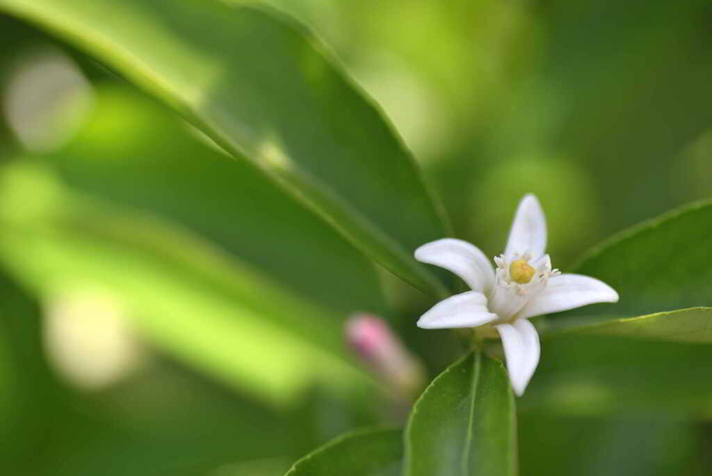 レモンの花