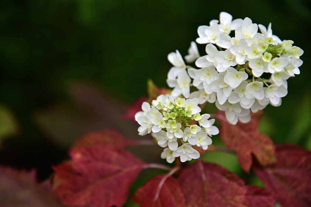 柏葉紫陽花　