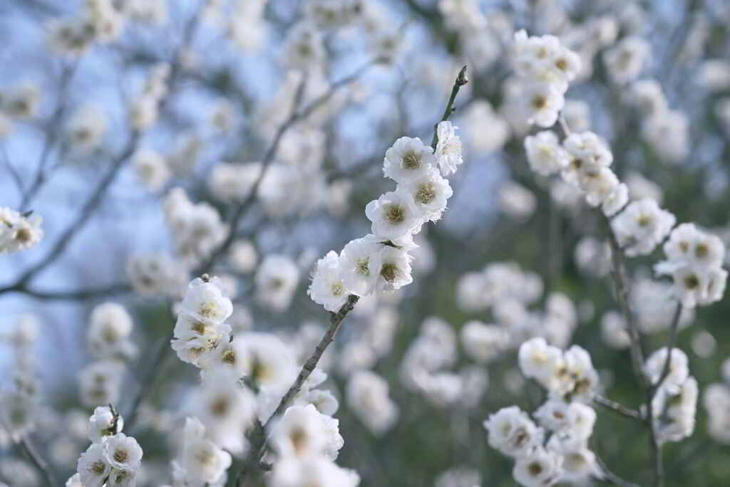 白梅