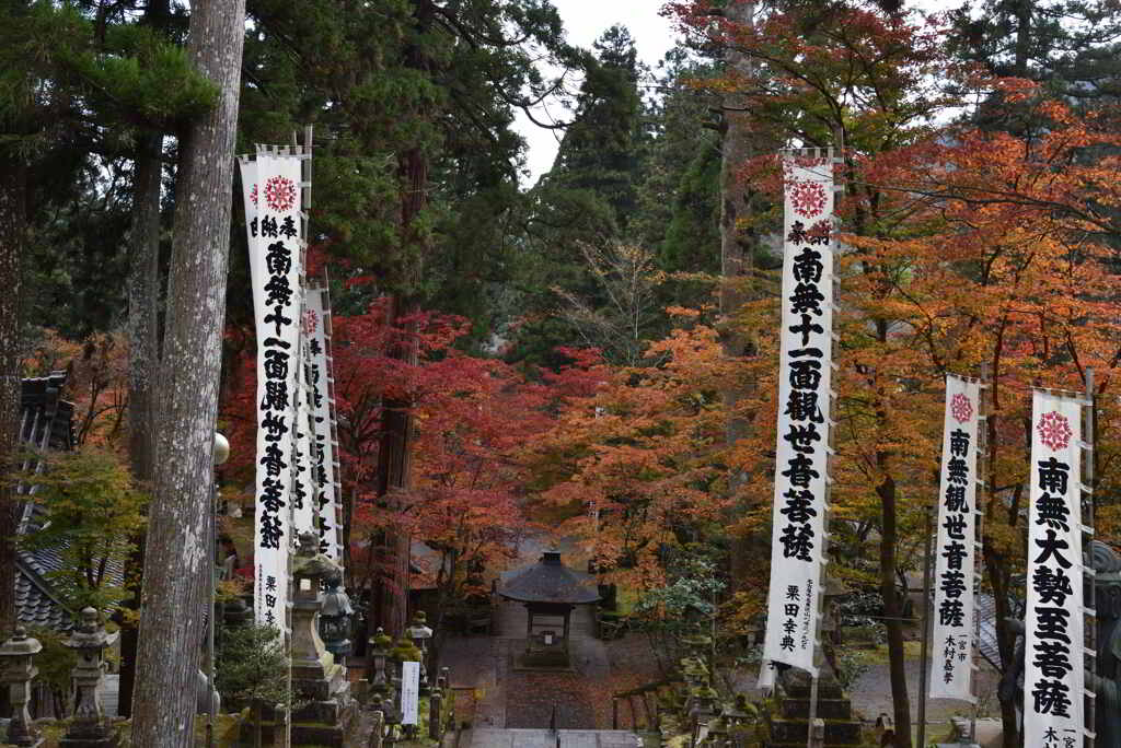 参道のもみじ