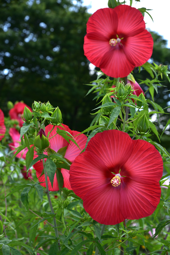アメリカ芙蓉