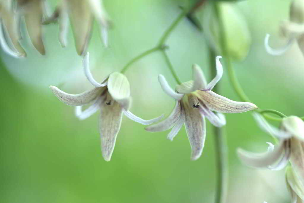 むべの花