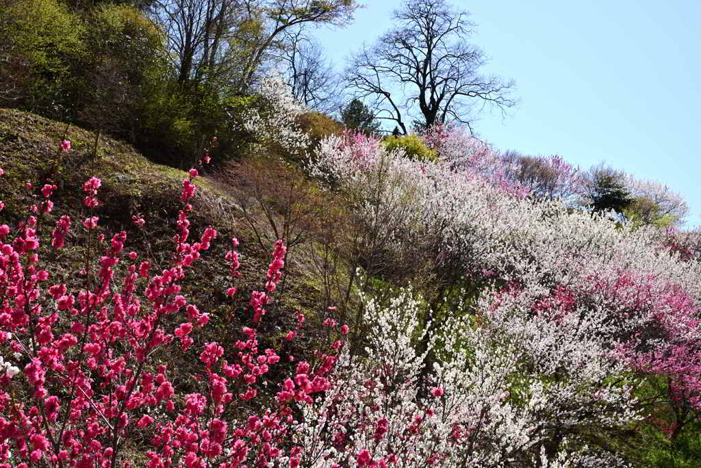 花桃薫る