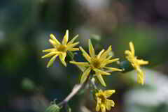 ツワブキの花