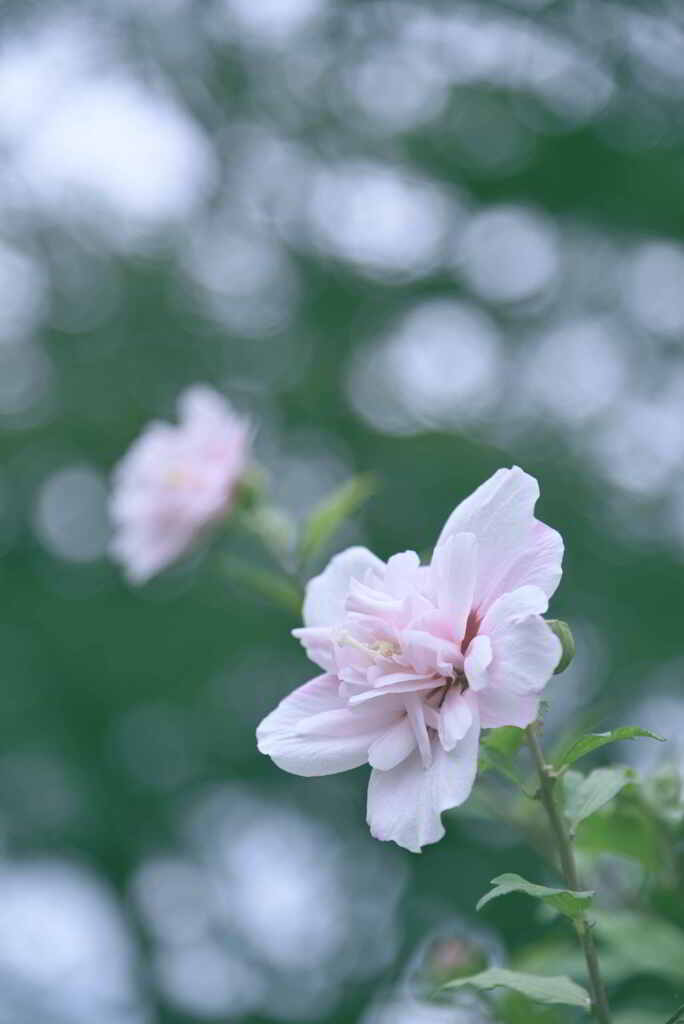 木槿