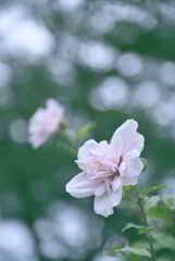 木槿