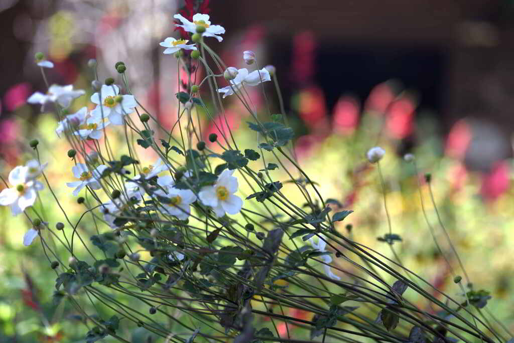 しな垂れる秋明菊