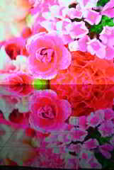 In a Rose,The World Whispers