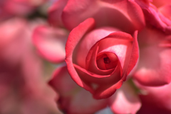 赤い薔薇の視線