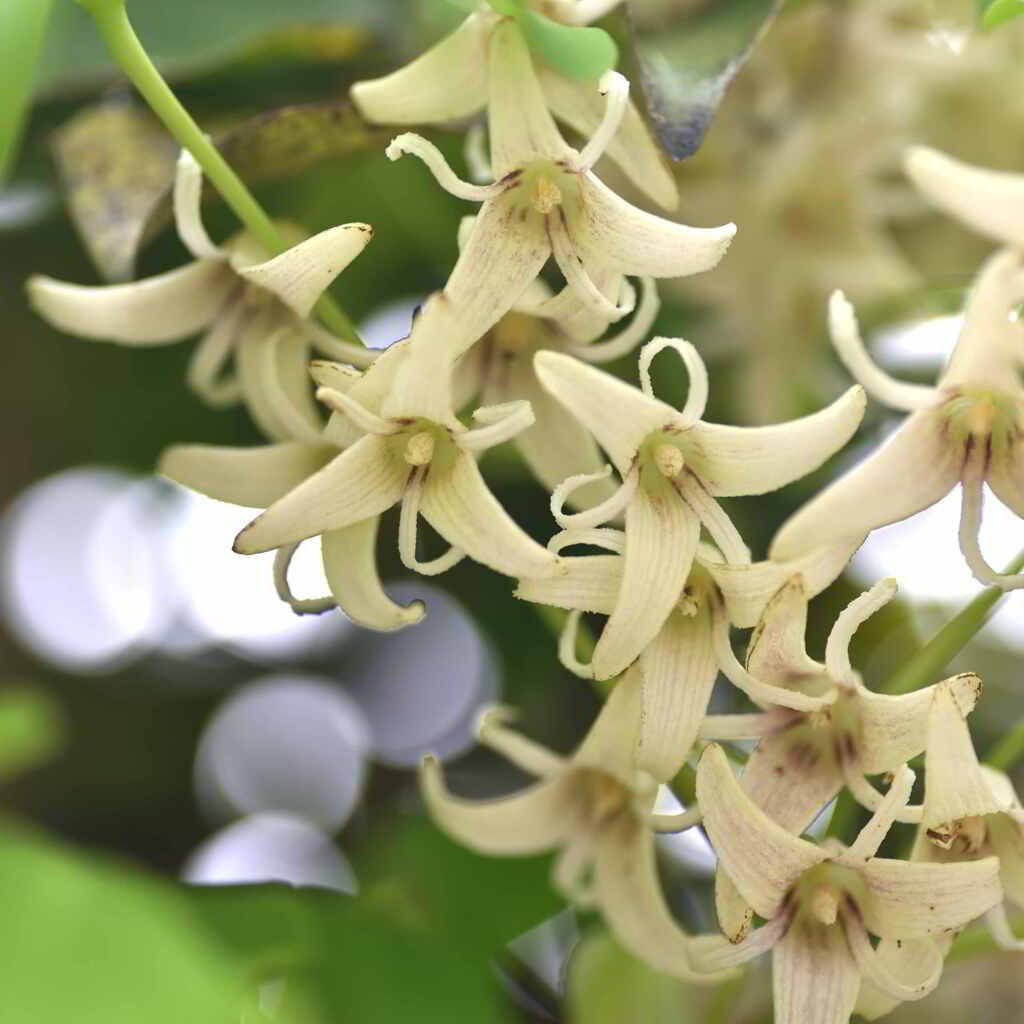 郁子（ムベ）の花