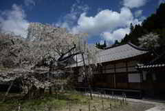 瑞龍寺シダレ桜