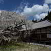 瑞龍寺シダレ桜