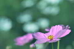 桃色秋桜