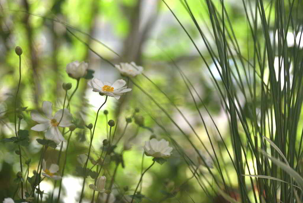 秋明菊