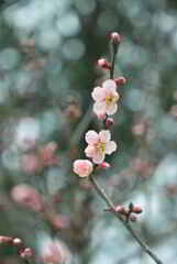 紅冬至