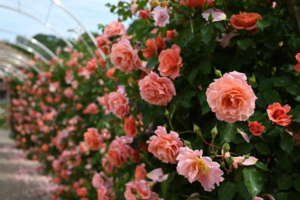 薔薇のトンネル