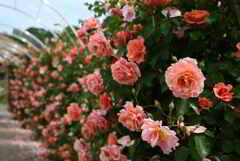 薔薇のトンネル
