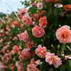 薔薇のトンネル