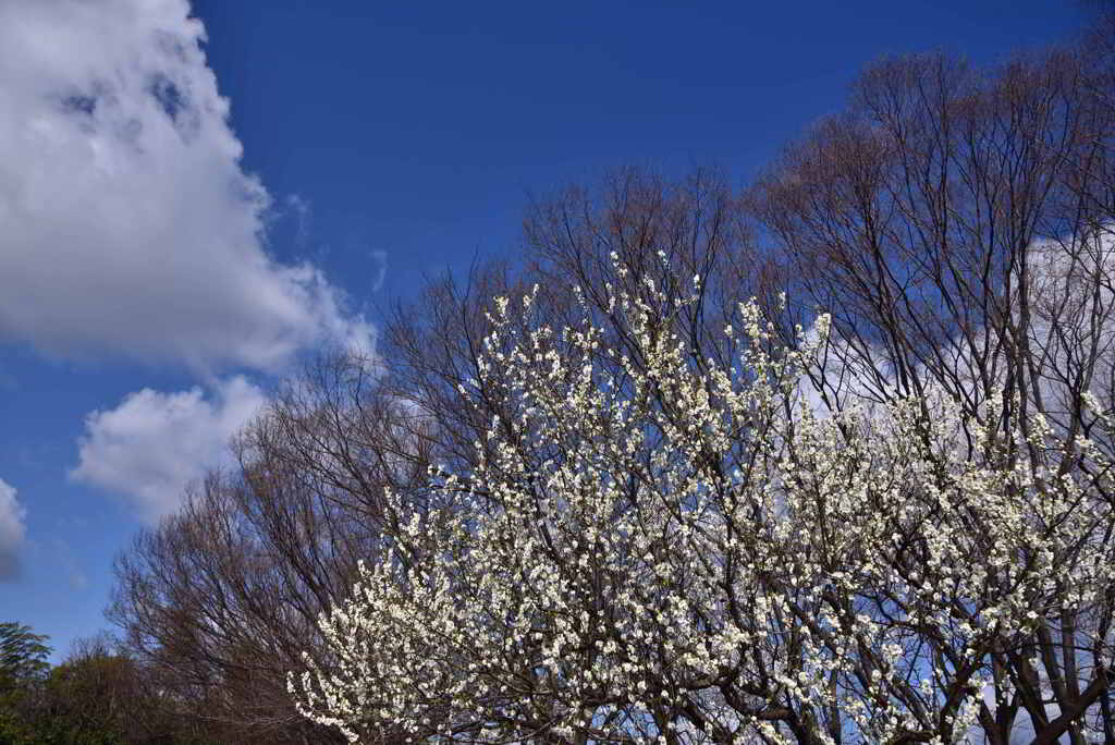 ハナモモの花