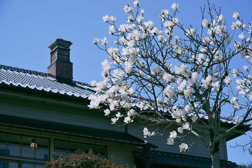 木蓮の咲く住居