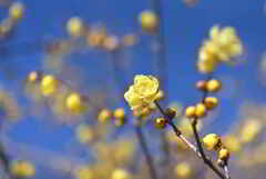 青空に映える黄金の花