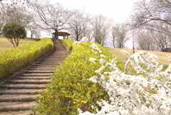 花見の丘