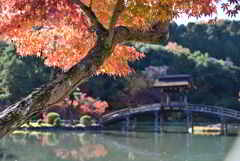 モミジと無際橋