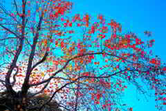 深秋の色彩