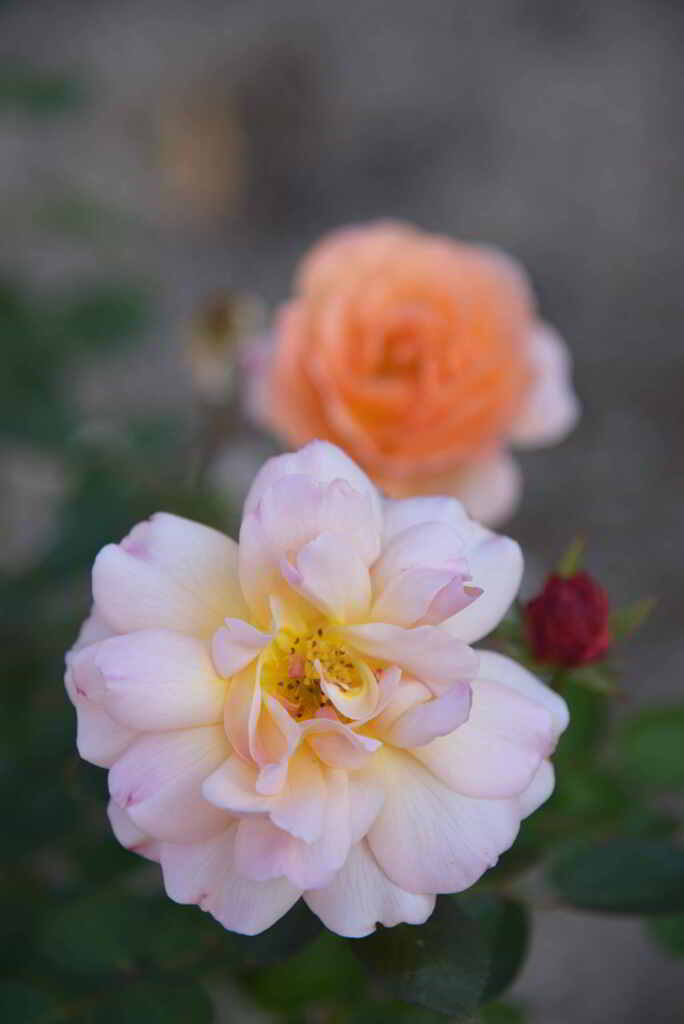 二色のバラ
