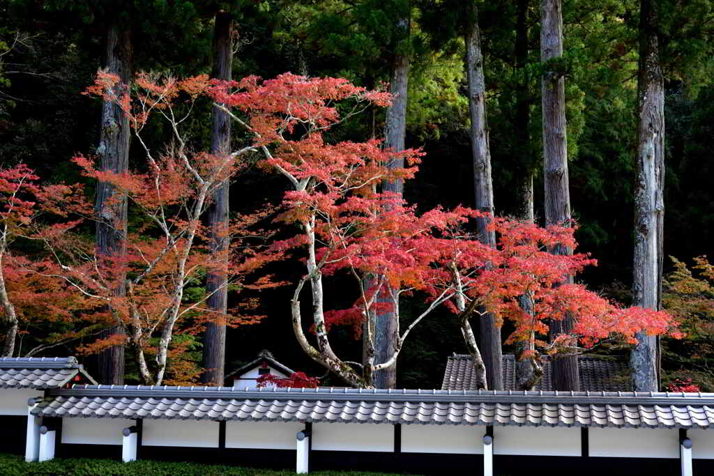 塀の向こう側の紅葉