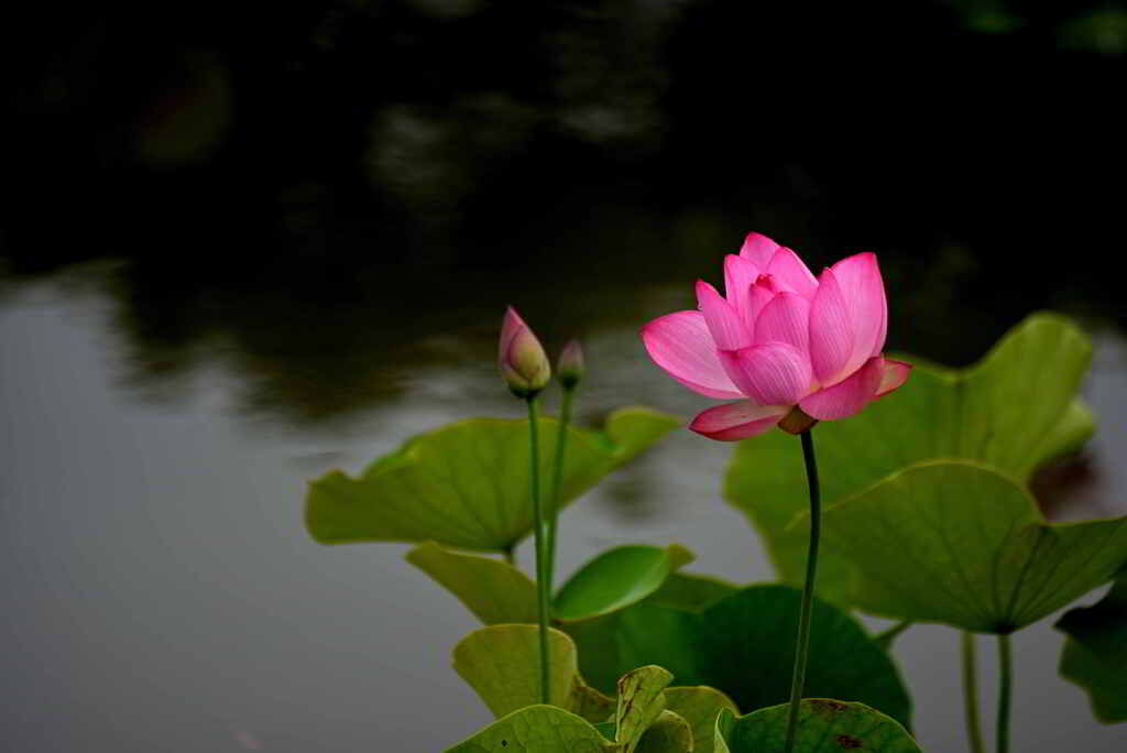 蓮の花
