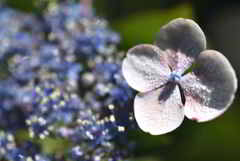 濡れて紫陽花