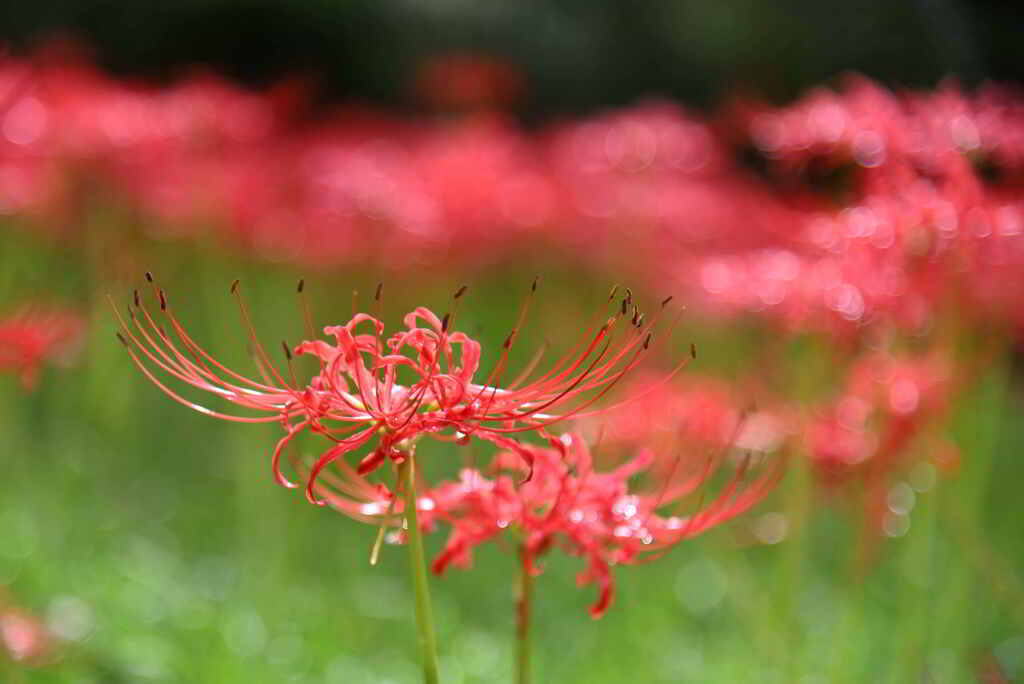 曼殊沙華