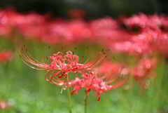 曼殊沙華