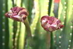 鬼面角