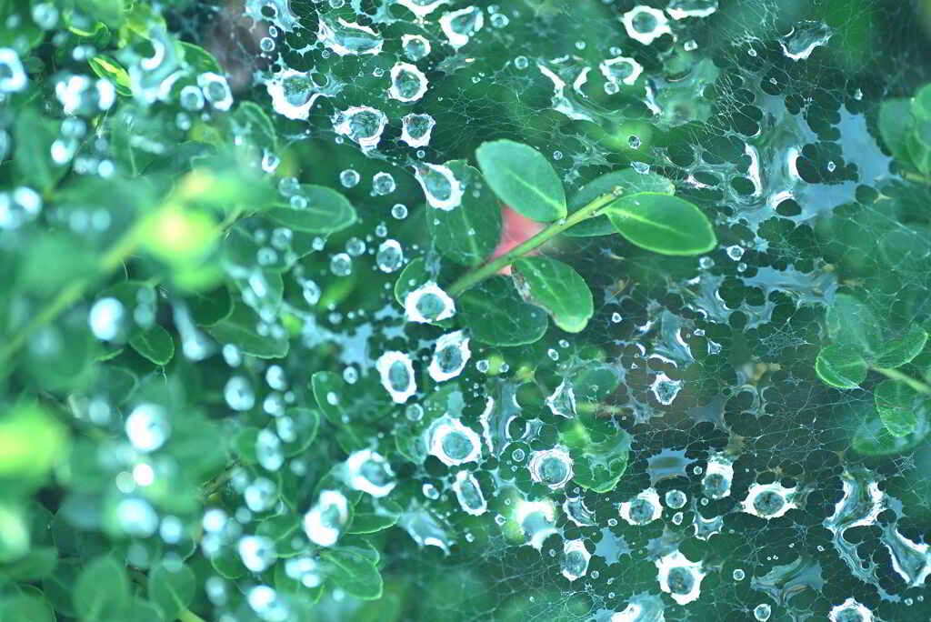 水滴が蜘蛛の巣に