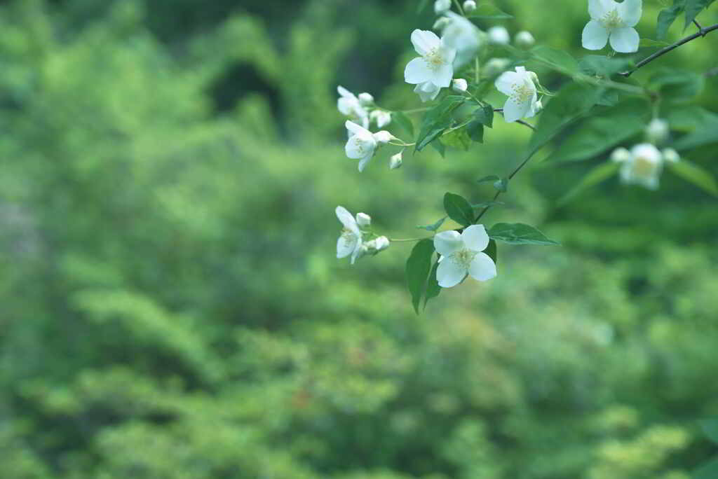 梅花空木
