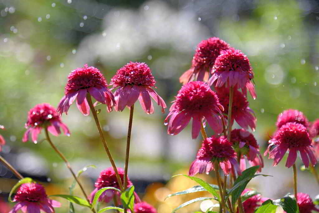 雨に濡れるムラサキバレンギク