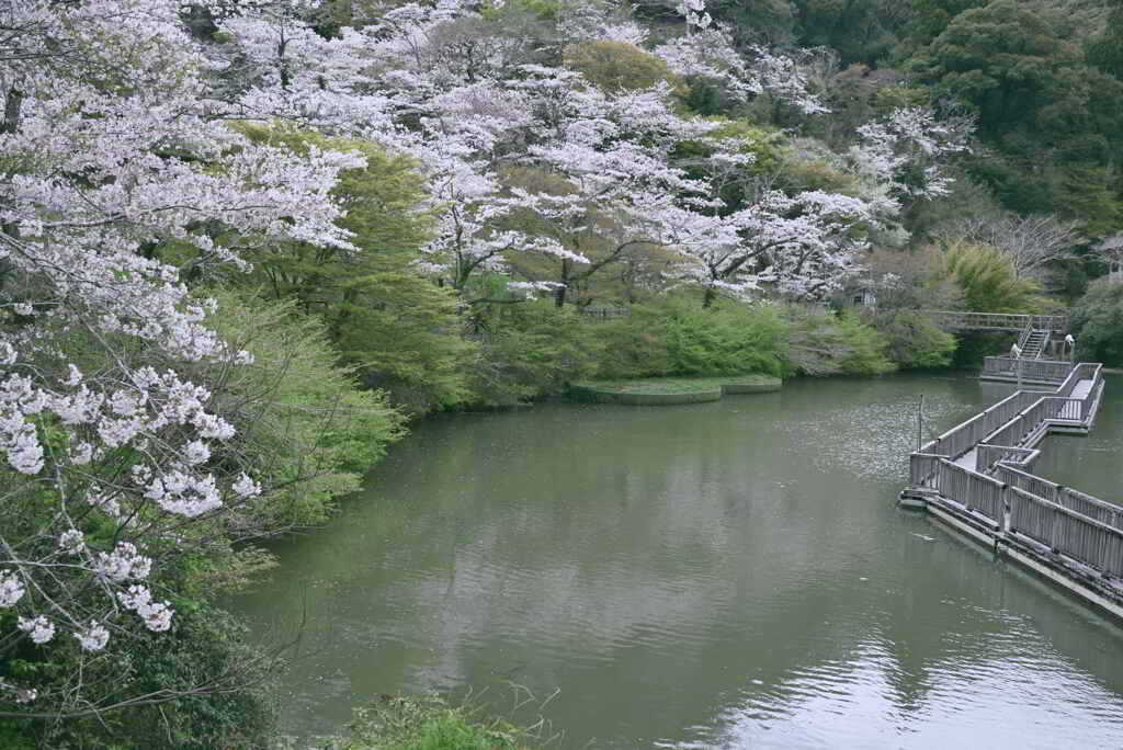 夢の浮橋