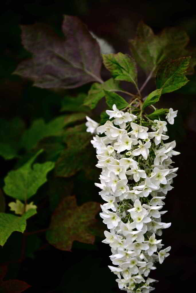 柏葉紫陽花