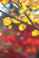 黄葉と紅葉
