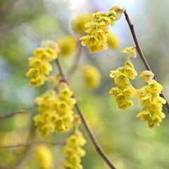 トサミズキの花