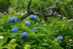 朽木と紫陽花