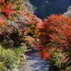 川辺の紅葉