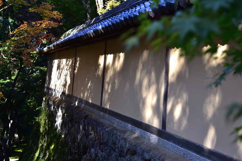 木漏れ日の投影