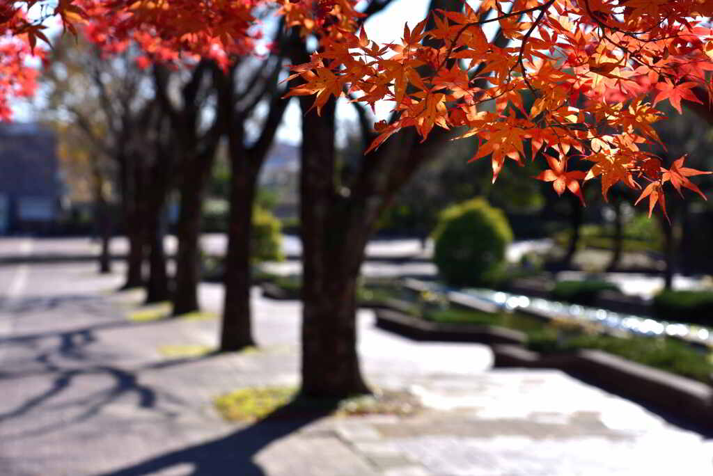 植物園のプロムナード