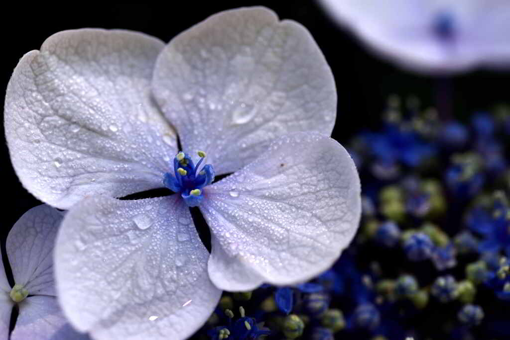 美しい真の花