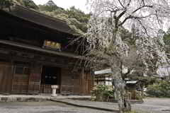 古刹と桜