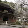 古刹と桜